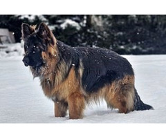 Specjalistyczne szkolenie psów - 3