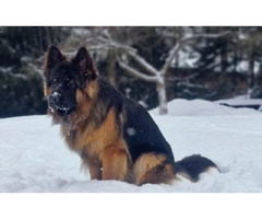 Specjalistyczne szkolenie psów - 4