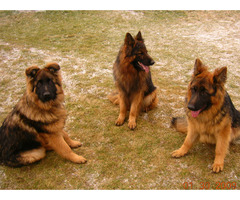 Specjalistyczne szkolenie psów - 5