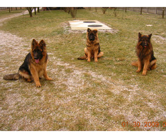 Specjalistyczne szkolenie psów - 6