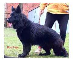 Owczarek niemiecki długowłosy czarny - 1