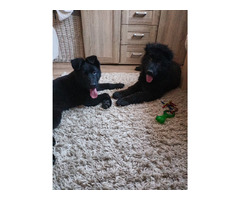 Owczarek niemiecki długowłosy czarny - 2