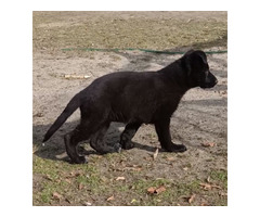 Owczarek niemiecki długowłosy czarny - 3