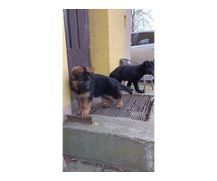 Owczarek niemiecki długowłosy czarny - 5