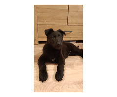 Owczarek niemiecki długowłosy czarny - 6