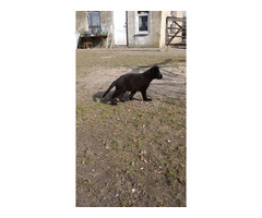 Owczarek niemiecki długowłosy czarny - 7