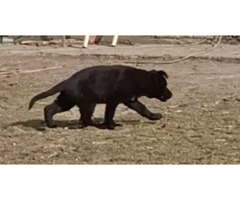 Owczarek niemiecki długowłosy czarny - 8