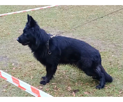 Owczarek niemiecki długowłosy czarny - 10