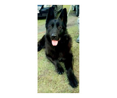 Owczarek niemiecki długowłosy czarny - 11