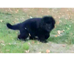 Owczarek niemiecki długowłosy czarny - 12