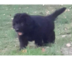 Owczarek niemiecki długowłosy czarny - 13