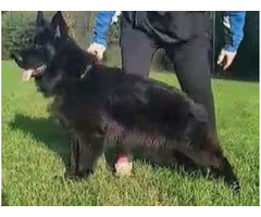 Owczarek niemiecki długowłosy czarny - 14