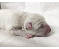 Samoyed szczenięta FCI - 1