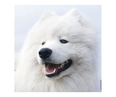 Samoyed szczenięta FCI - 2