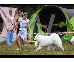 Samoyed szczenięta FCI - 3