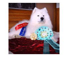 Samoyed szczenięta FCI - 4