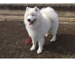 Samoyed szczenięta FCI - 5