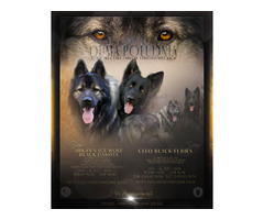 Owczarek Staroniemiecki - 1