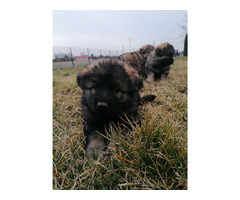 Owczarek Staroniemiecki - 2