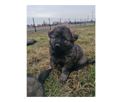 Owczarek Staroniemiecki - 3