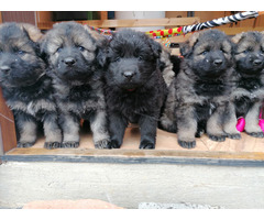 Owczarek Staroniemiecki - 4