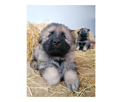 Owczarek Staroniemiecki - 5