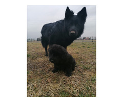 Owczarek Staroniemiecki - 6