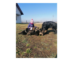 Owczarek Staroniemiecki - 7