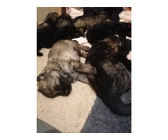 Owczarek Staroniemiecki - 8