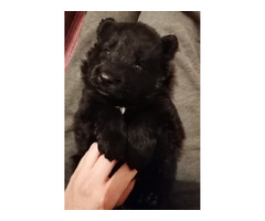 Owczarek Staroniemiecki - 9