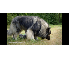Owczarek Staroniemiecki - 10