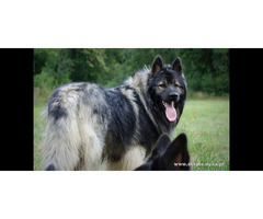 Owczarek Staroniemiecki - 11