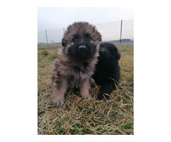 Owczarek Staroniemiecki - 12