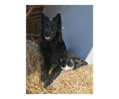 Owczarek Staroniemiecki - 13