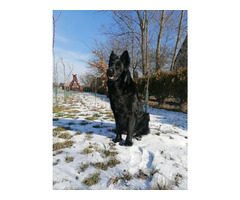 Owczarek Staroniemiecki - 14