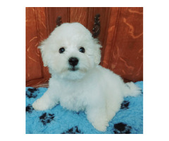 Bichon Frise - 1