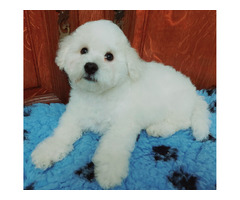 Bichon Frise - 2