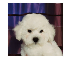 Bichon Frise - 3