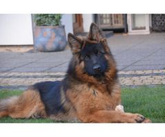 Owczarek Niemiecki Długowłosy FCI - 1