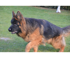 Owczarek Niemiecki Długowłosy FCI - 2