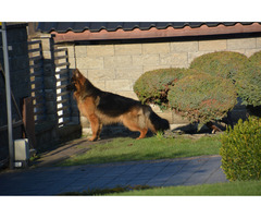 Owczarek Niemiecki Długowłosy FCI - 3