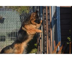 Owczarek Niemiecki Długowłosy FCI - 4