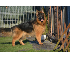 Owczarek Niemiecki Długowłosy FCI - 5