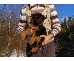 Owczarki niemieckie długowłose potężne linia Zwycięzcy Świata FCI - 1