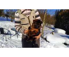 Owczarki niemieckie długowłose potężne linia Zwycięzcy Świata FCI - 2