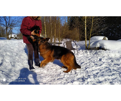 Owczarki niemieckie długowłose potężne linia Zwycięzcy Świata FCI - 3