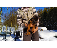 Owczarki niemieckie długowłose potężne linia Zwycięzcy Świata FCI - 4