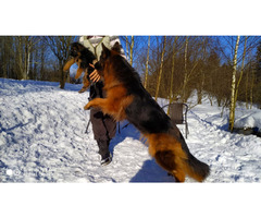 Owczarki niemieckie długowłose potężne linia Zwycięzcy Świata FCI - 5