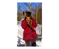 Owczarki niemieckie długowłose potężne linia Zwycięzcy Świata FCI - 6