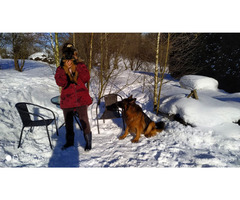 Owczarki niemieckie długowłose potężne linia Zwycięzcy Świata FCI - 7